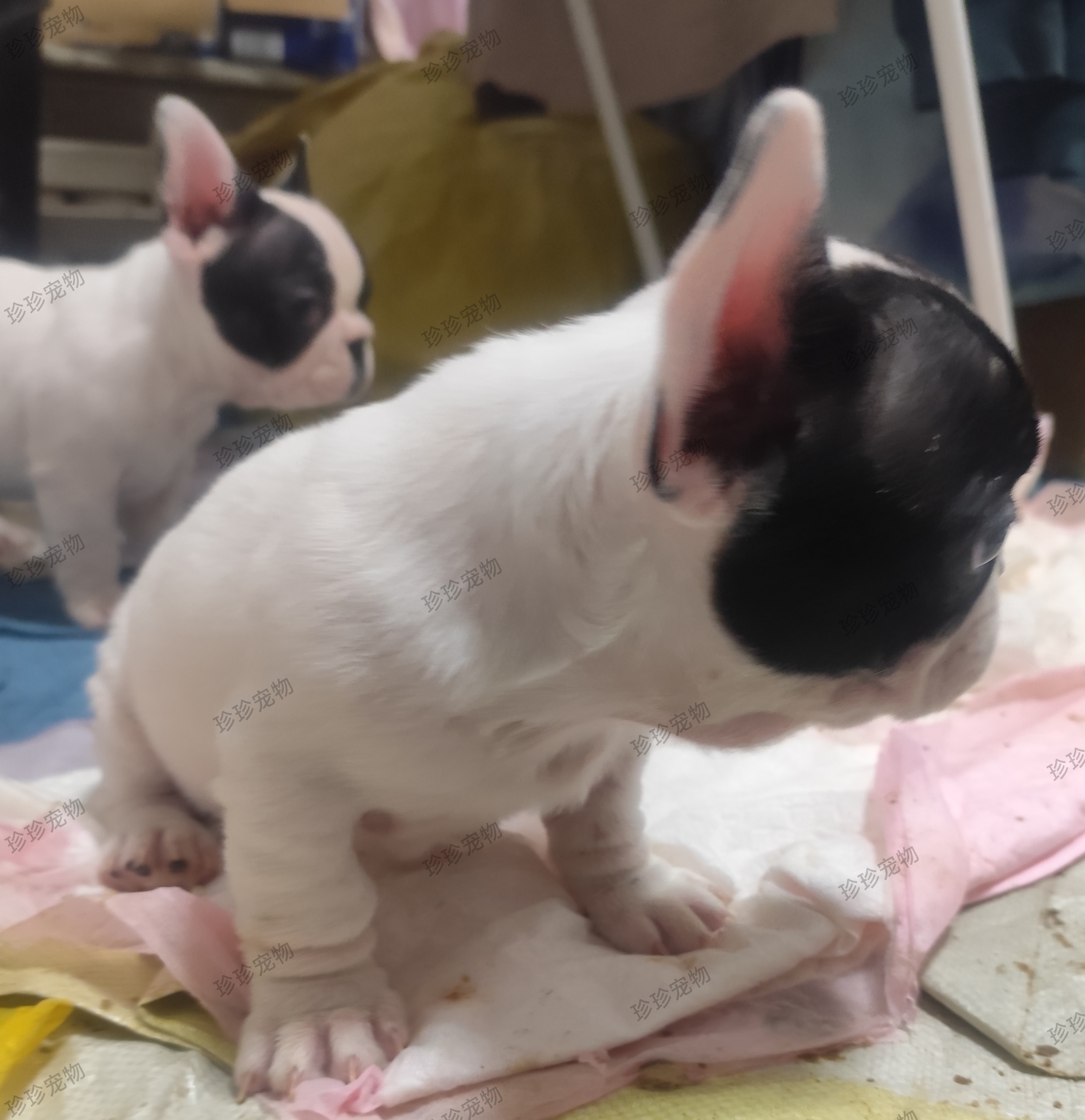 法国斗牛犬幼犬法斗幼犬法牛自带天眼公